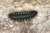 Zygaena exulans: Larva in the last instar (Switzerland, Valais, Täschalpe, late May 2023) [N]
