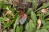 Zygaena exulans: Männchen (Schweiz, Wallis, Täschalpe, Juli 2019) [N]