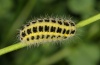 Zygaena filipendulae: Larva [N]