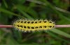 Zygaena filipendulae: Larva (eastern Swabian Alb, Gussenstadt, early July 2013) [N]