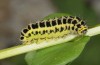 Zygaena filipendulae: Larva (Abruzzes, L'Aquila, May 2013) [S]