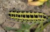 Zygaena filipendulae: Larva [S]