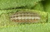 Adscita geryon: Half-grown larva (e.o. N-Greece, Mount Vitsi, 1700m, oviposition in late June 2013) [S]