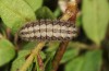 Adscita geryon: Larva (e.o. N-Greece, Mount Vitsi, 1700m, oviposition in late June 2013) [S]