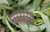 Adscita geryon: Larva in spring (e.o. S-Germany, eastern Swabian Alb, Heidenheim, oviposition in mid-July 2006) [S]