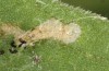 Jordanita globulariae: Larva L2 (e.o. S-Germany, Heidenheim-Fleinheim, oviposition on 7. July 2023) [S]