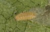 Jordanita globulariae: Larva L2 (e.o. S-Germany, Heidenheim-Fleinheim, oviposition on 7. July 2023) [N]