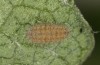 Jordanita globulariae: Larva L3 (e.o. S-Germany, Heidenheim-Fleinheim, oviposition on 7. July 2023) [S]