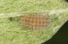 Jordanita globulariae: Larva L3 (e.o. S-Germany, Heidenheim-Fleinheim, oviposition on 7. July 2023) [S]