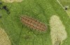 Jordanita globulariae: Larva L4 (e.o. S-Germany, Heidenheim-Fleinheim, oviposition on 7. July 2023) [S]