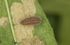 Jordanita globulariae: Larva L5 (e.o. S-Germany, Heidenheim-Fleinheim, oviposition on 7. July 2023) [S]