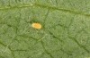 Jordanita globulariae: Egg (S-Germany, Heidenheim-Fleinheim, 7. July 2023) [N]