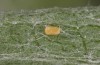 Jordanita globulariae: Egg (S-Germany, Heidenheim-Fleinheim, 7. July 2023) [N]