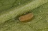Jordanita globulariae: Larva L1 (e.o. S-Germany, Heidenheim-Fleinheim, oviposition on 7. July 2023) [S]