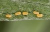 Jordanita globulariae: Egg (S-Germany, Heidenheim-Fleinheim, 7. July 2023)