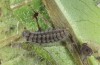Adscita graeca: Raupe (e.o. Samos, Karvouni, 1100m, Eiablage Ende Mai 2014) [S]