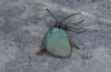 Adscita graeca: Weibchen (Samos, Karvouni, 1100m, Ende Mai 2014) [N]