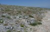 Adscita graeca: Larval habitat (Greece, Samos Island, Karvouni, 1100m, late May 2014) [N]