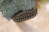 Adscita graeca: Larva (Greece, Samos Island, Lazarou, late March 2016) [M]