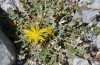 Adscita graeca: Weibchen an der Raupennahrungspflanze Centaurea acicularis (Samos, Karvouni, 1100m, Ende Mai 2014) [N]