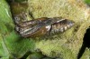 Adscita graeca: Puppe (e.o. Samos, Karvouni, 1100m, Eiablage Ende Mai 2014) [S]