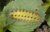 Zygaena hilaris: Raupe [S]