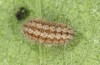 Jordanita hispanica: L4-Raupe (e.l., F1, Spanien, Teruel, Moscardon, Raupenfunde Ende M&auml;rz 2025) [S]