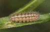 Jordanita hispanica: Halbw&uuml;chsige Raupe (e.l., F1, Spanien, Teruel, Moscardon, Raupenfunde Ende M&auml;rz 2025) [S]