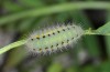 Zygaena ignifera: Larva (e.o. east Spain, 2013/2014) [S]