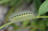 Zygaena ignifera: Larva (e.o. east Spain, 2013/2014) [S]