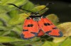 Zygaena ignifera: Male (Spain, Castellón, between Xodos and Vistabella, late Juli 2013) [N]