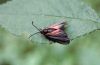 Aglaope infausta: Falter