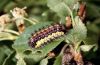 Aglaope infausta: Raupe