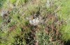 Adscita jordani: Habitat with Rumex acetosella agg. (Central Spain, Avila, Sierra de Gredos, Cuevas del Valle, late April 2024) [N]