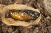 Adscita jordani: Male pupa (e.o. rearing, Central Spain, Avila, Sierra de Gredos, Cuevas del Valle, oviposition in late April 2024) [S]