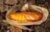 Adscita jordani: Pupa (e.o. rearing, Central Spain, Avila, Sierra de Gredos, Cuevas del Valle, oviposition in late April 2024) [S]