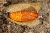 Adscita jordani: Female pupa (e.o. rearing, Central Spain, Avila, Sierra de Gredos, Cuevas del Valle, oviposition in late April 2024) [S]