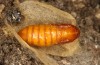 Adscita jordani: Female pupa (e.o. rearing, Central Spain, Avila, Sierra de Gredos, Cuevas del Valle, oviposition in late April 2024) [S]