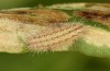 Adscita jordani: L4 larva (e.o. rearing, Central Spain, Avila, Sierra de Gredos, Cuevas del Valle, oviposition in late April / early May 2024) [S]