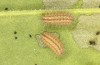 Adscita jordani: L4 larva (e.o. rearing, Central Spain, Avila, Sierra de Gredos, Cuevas del Valle, oviposition in late April / early May 2024) [S]
