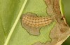 Adscita jordani: L4 larva (e.o. rearing, Central Spain, Avila, Sierra de Gredos, Cuevas del Valle, oviposition in late April / early May 2024) [S]
