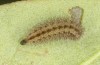 Adscita jordani: L5 larva (e.o. rearing, Central Spain, Avila, Sierra de Gredos, Cuevas del Valle, oviposition in late April / early May 2024) [S]
