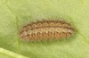 Adscita jordani: L5 larva (e.o. rearing, Central Spain, Avila, Sierra de Gredos, Cuevas del Valle, oviposition in late April / early May 2024) [S]