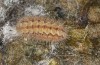 Adscita jordani: L5 larva in aestivation diapause (e.o. rearing, Central Spain, Avila, Sierra de Gredos, Cuevas del Valle, oviposition in late April / early May 2024) [S]