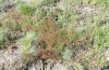 Adscita jordani: Habitat with Rumex acetosella agg. (Central Spain, Avila, Sierra de Gredos, Cuevas del Valle, late April 2024) [N]