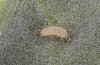 Adscita jordani: L1 larva (e.o. rearing, Central Spain, Avila, Sierra de Gredos, Cuevas del Valle, oviposition in late April / early May 2024) [S]