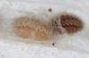 Adscita jordani: Half-grown larva in summer diapause in a cocoon (e.o. rearing, Central Spain, Avila, Sierra de Gredos, Cuevas del Valle, oviposition in late April / early May 2024) [S]