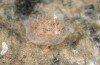 Adscita jordani: Half-grown larva in summer diapause in a cocoon (e.o. rearing, Central Spain, Avila, Sierra de Gredos, Cuevas del Valle, oviposition in late April / early May 2024) [S]