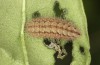 Adscita jordani: Half-grown larva in autumn (e.o. rearing, Central Spain, Avila, Sierra de Gredos, Cuevas del Valle, oviposition in late April / early May 2024) [S]