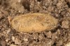 Adscita jordani: Cocoon, outer earthy layer removed (e.o. rearing, Central Spain, Avila, Sierra de Gredos, Cuevas del Valle, oviposition in late April 2024) [S]
